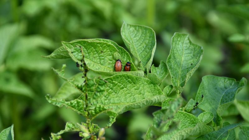 Колорадський жук на картоплі