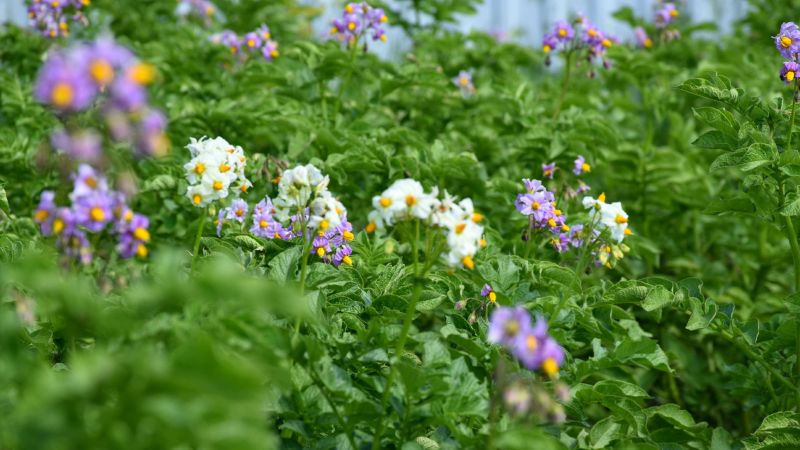 Зацвіла картопля