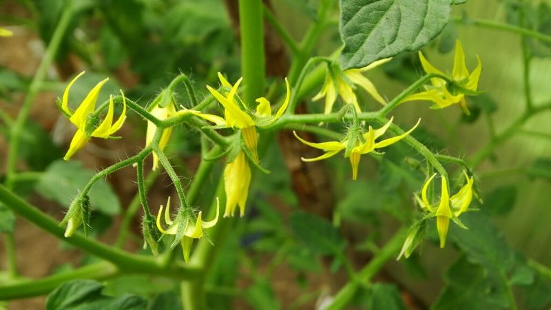 Підживлення томатів під час цвітіння