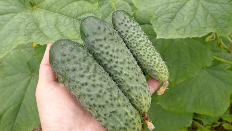 Підживлення для огірків наприкінці червня