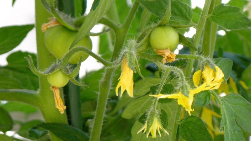 Підживлення томатів під час цвітіння