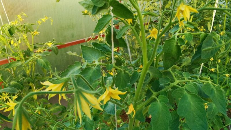 Підживлення томатів у період цвітіння