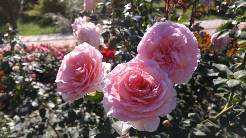 Підживлення троянд