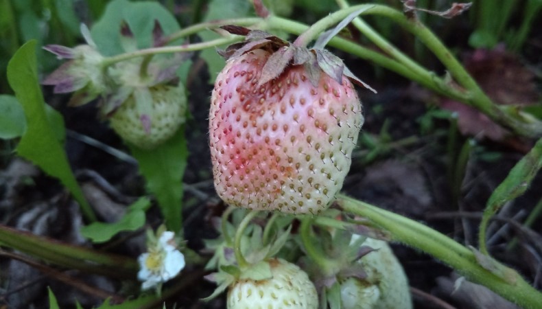 Полуниця гниє на кущах