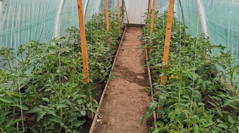 Полив томатів від вершинної гнилі