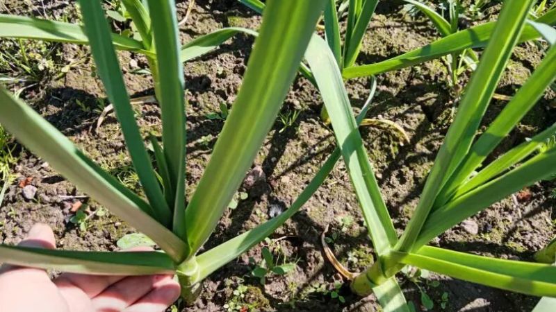 Поливаємо часник у червні від пожовтіння листя