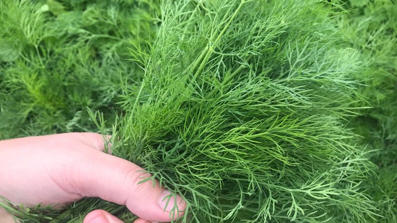 Улюблене підживлення для кропу