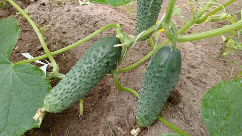 Підживлення для огірків наприкінці червня