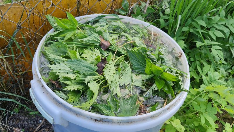 Які рослини не варто поливати зеленою бродилкою