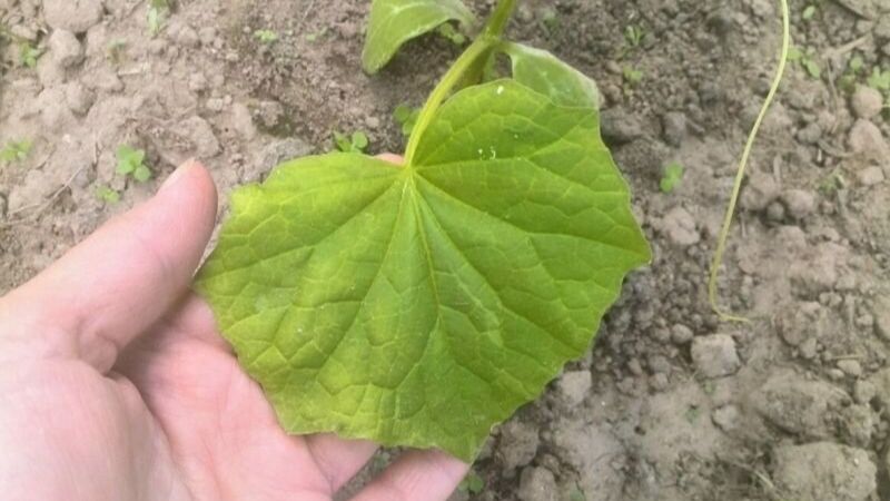 Жовтіння листя у огірків