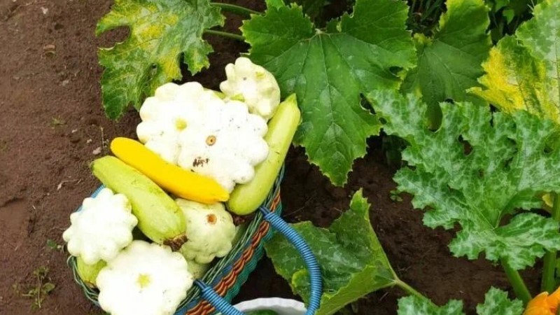 1 ст. л. на 10 л води для поливу кабачків. Що робити, якщо зав'язі жовтіють та гниють