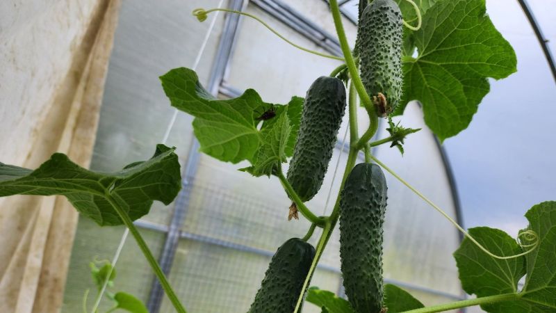 1 склянку на 10 л води для поливу огірків. 5 кроків до великого врожаю