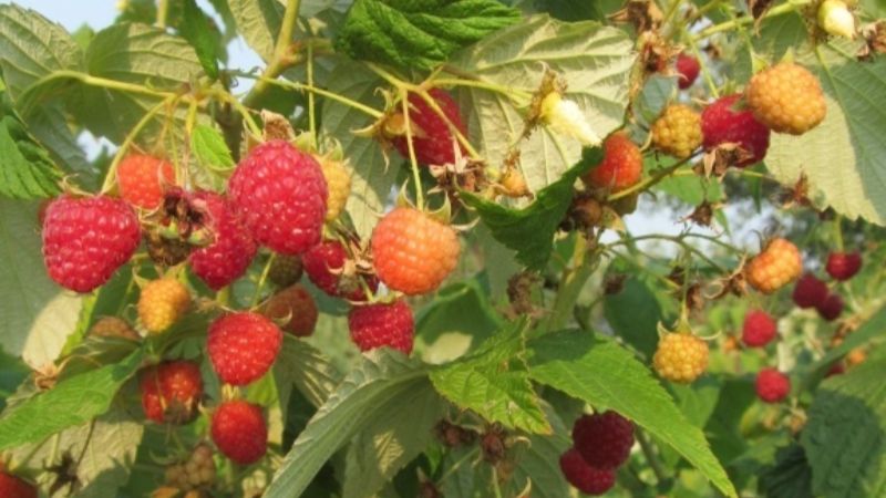 Чим підживити малину у липні