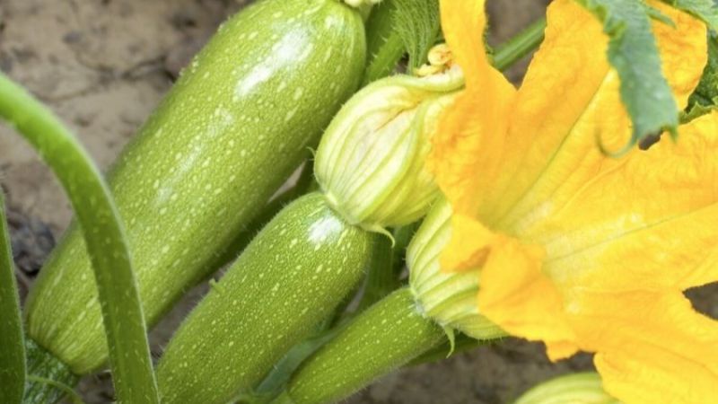 Підживлення для кабачків