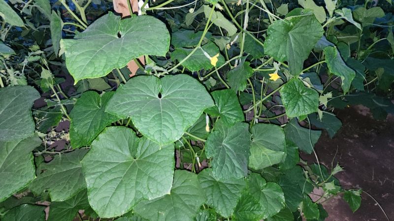 Підживлення огірків в липні