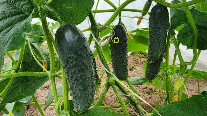П'ять кроків до великого врожаю огірків
