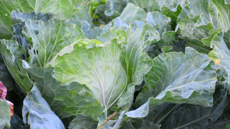 Підживлення капусти в серпні