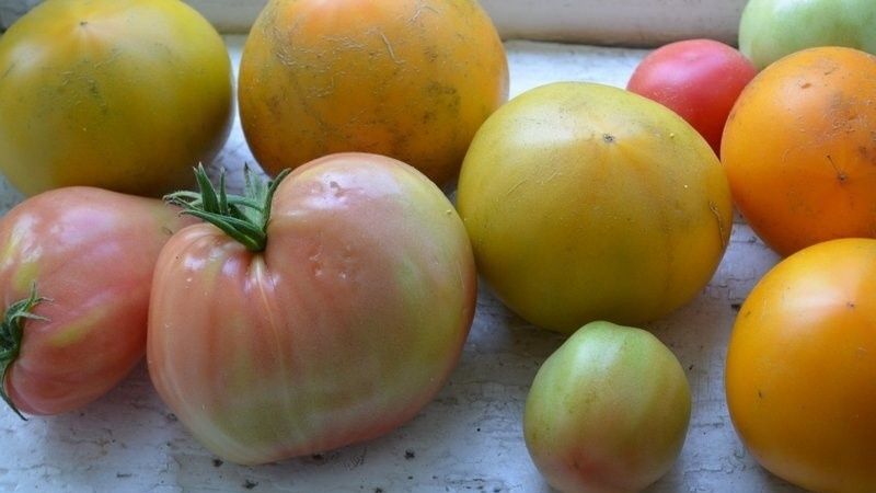 Як правильно дозарювати зелені помідори