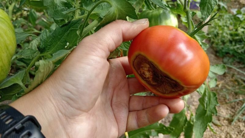 Вершинна гниль на помідорі