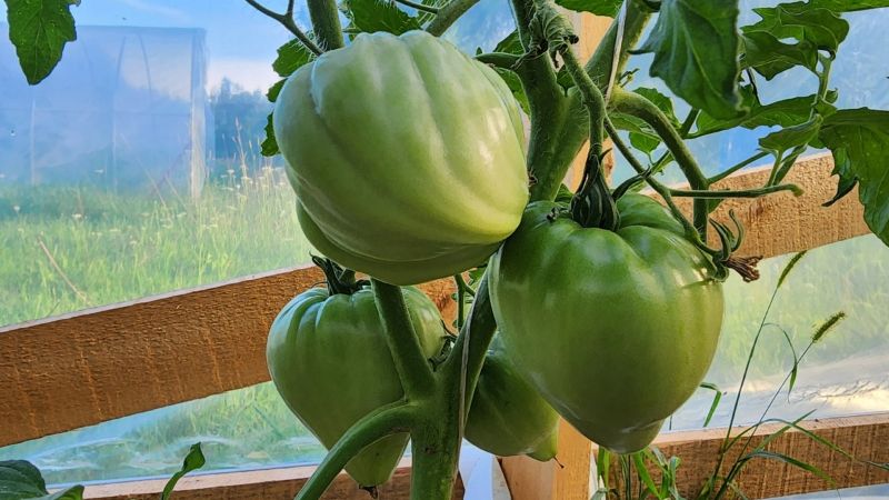 3 ефективні добрива від вершинної гнилі томатів