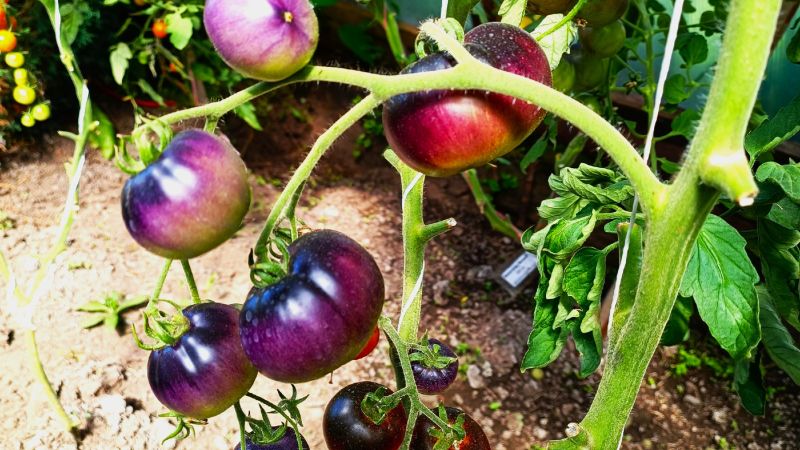 1 ст. л. на 10 л води для поливу томатів. Помідори гниють на кущах у серпні