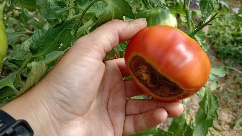 1 ст. л. на 10 л води для поливу томатів. Помідори гниють на кущах у серпні
