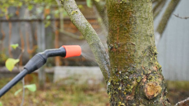 Чим обробити яблуні від парші та плодової гнилі