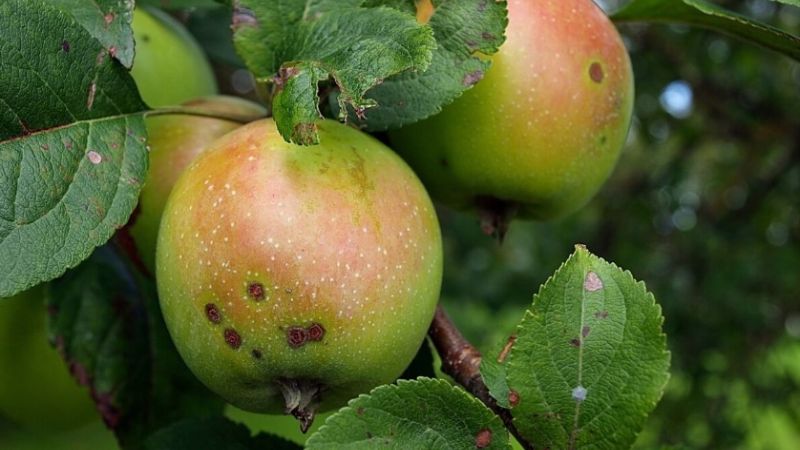 Чим обробити яблуні від парші та плодової гнилі