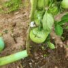 Чим підживити томати від вершинної гнилі