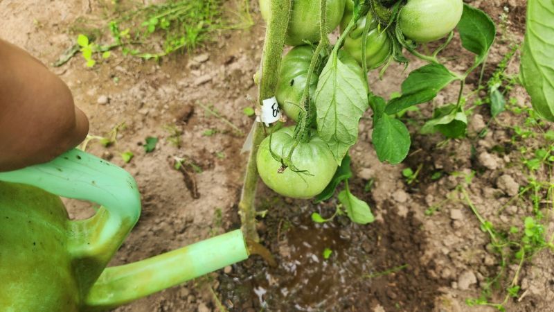 Чим підживити томати від вершинної гнилі