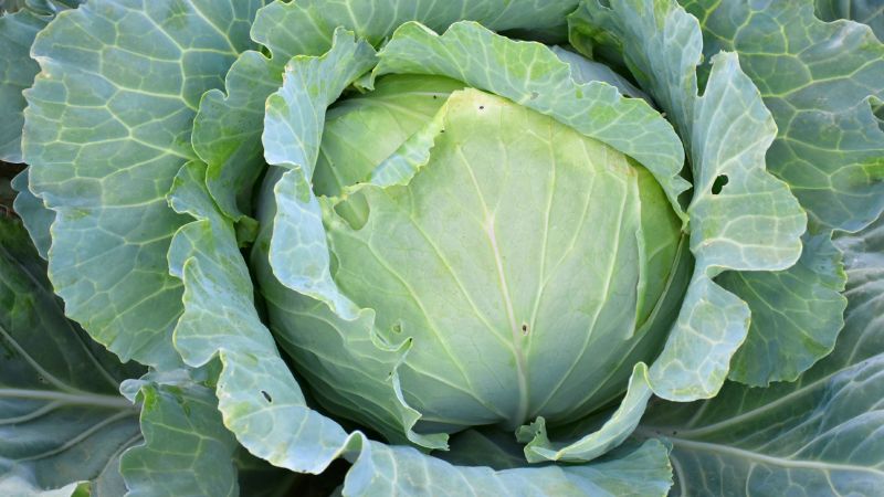 Підживлення капусти в серпні