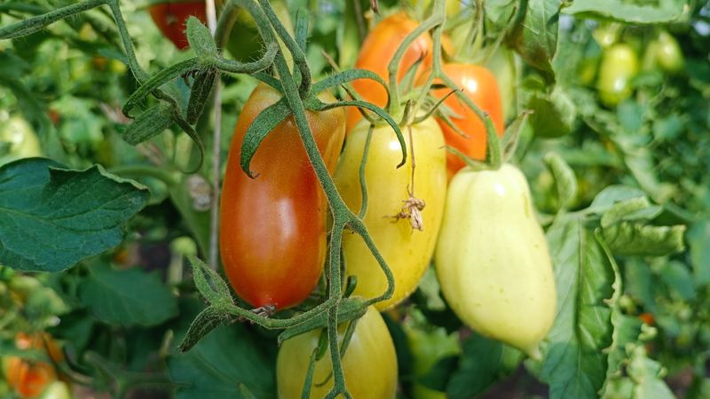 Помідори гниють на кущах у серпні