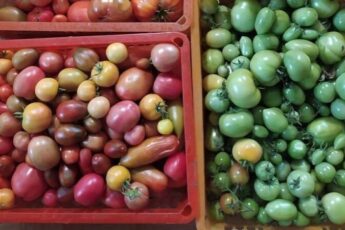 Як правильно дозарювати зелені помідори