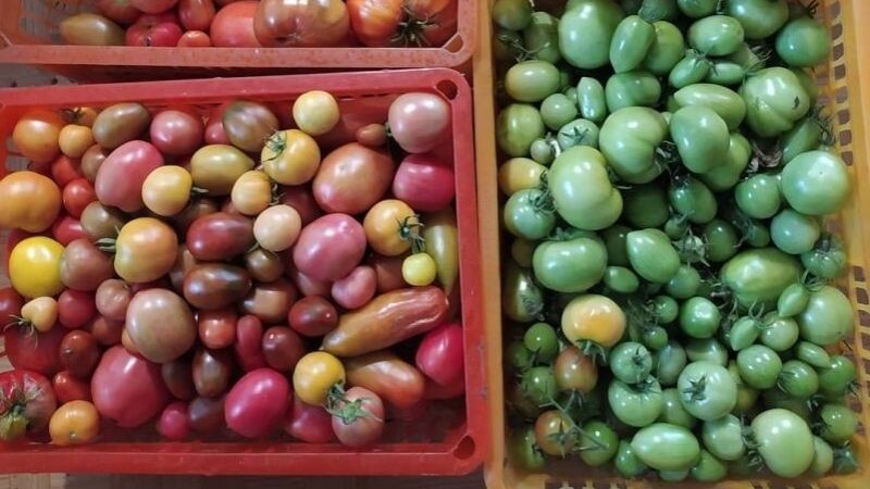 Як правильно дозарювати зелені помідори