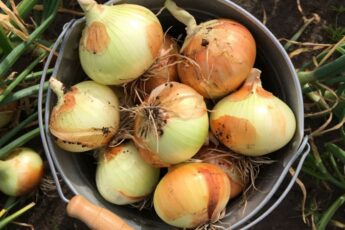 Як правильно прибирати цибулю з грядки