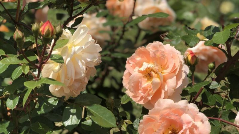 Осіннє підживлення троянд: чим удобрити у вересні для успішної зимівлі