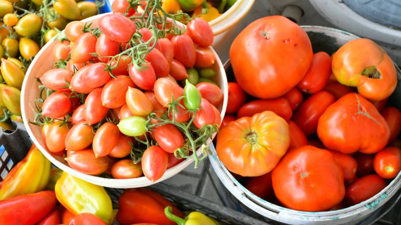 Дозарюємо помідори