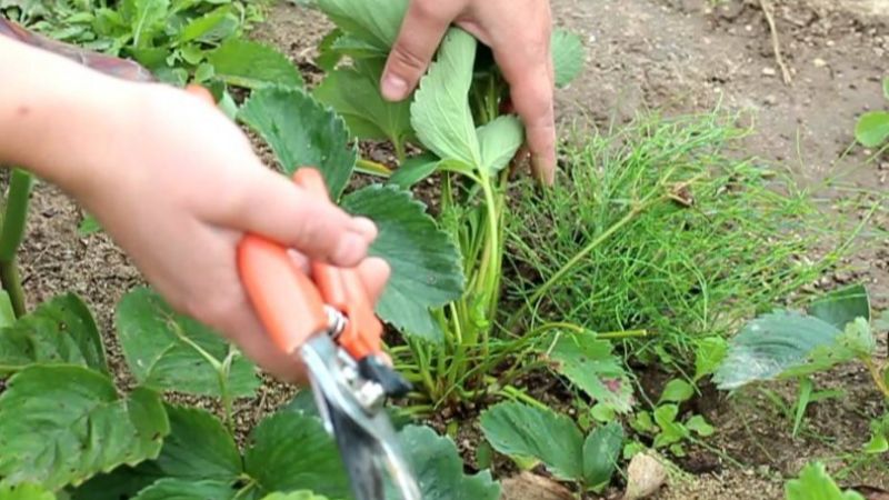 Обрізка полуниці