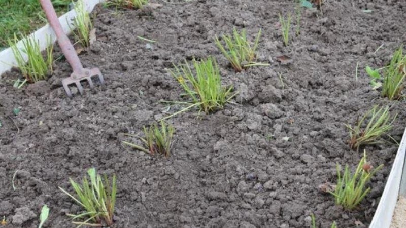 Чому полуницю не можна обрізати "під корінь" та інші особливості осіннього догляду