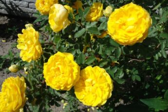 Осіннє підживлення троянд