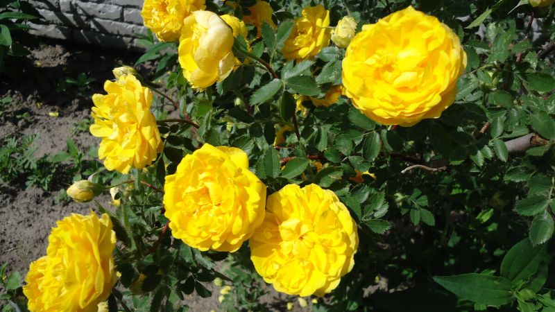 Осіннє підживлення троянд