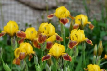 Осінній догляд за ірисами