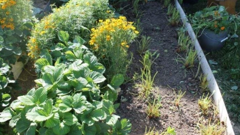 Чому полуницю не можна обрізати під корінь восени