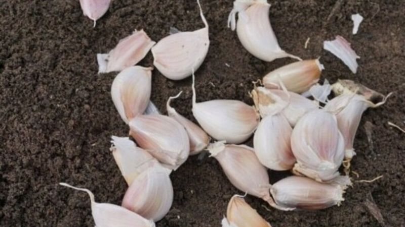 Помилки при посадці часнику