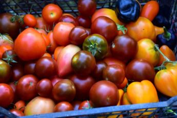 Як правильно дозарювати помідори