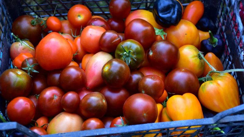 Як правильно дозарювати помідори