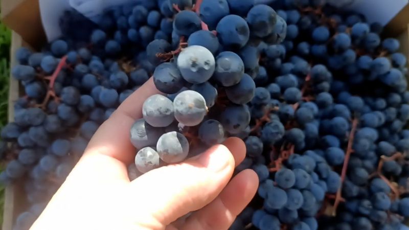 Найпростіший спосіб приготування домашнього соку з винограду на зиму