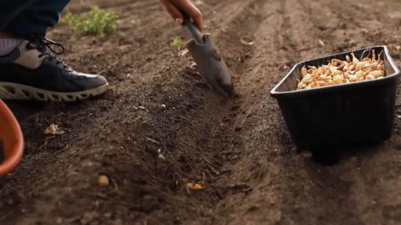 Не просто в землю: замочування цибулі перед посадкою під зиму