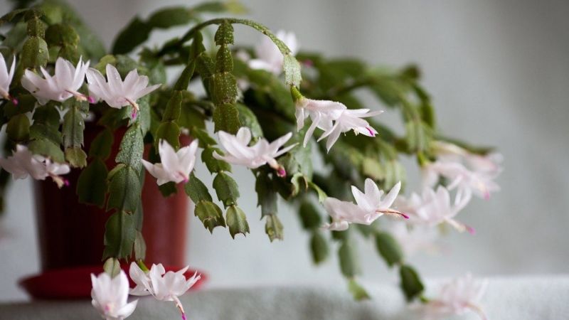 Шлюмбергера цвіте