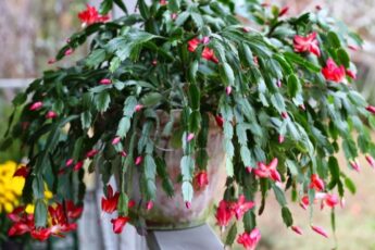 Чим підживити різдвяник під час цвітіння